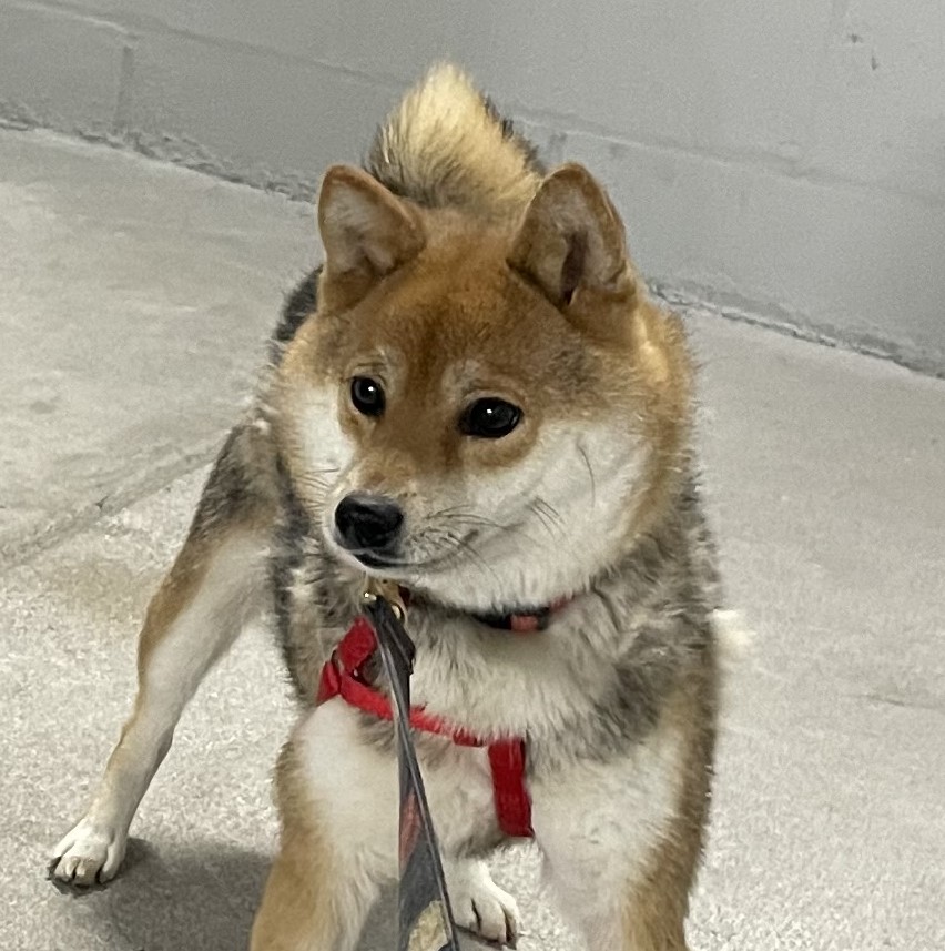 Adopted- Korra - 3 Yrs 12lbs Tri Color Female Shiba Inu - Shiba Inu 